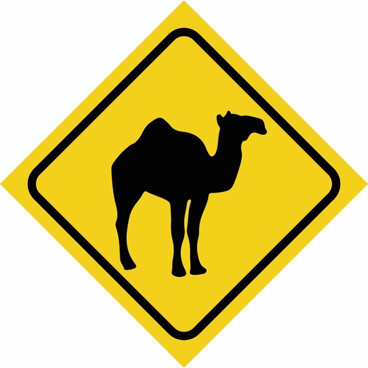 Warning camel